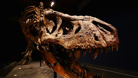 Од дробљења костију до цепања меса: На који начин би вас појео тираносаурус, а како други диносаурус