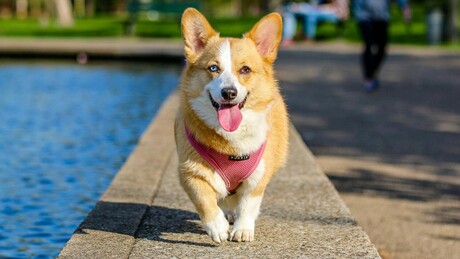 Psi bi uskoro mogli da dobijaju injekcije koje će im pomoći da smršaju