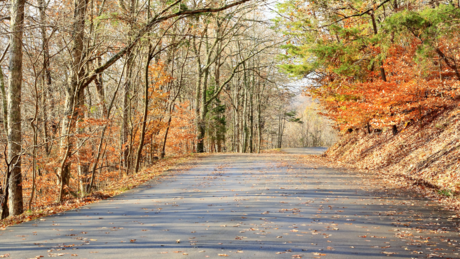 Zbog čega lišće žuti i pre nego što nastupi prava jesen