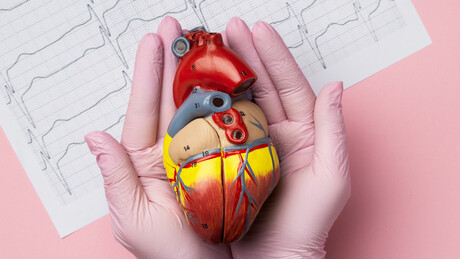 Svetski dan srca - najzanimljivije činjenice o najaktivnijem mišiću u telu