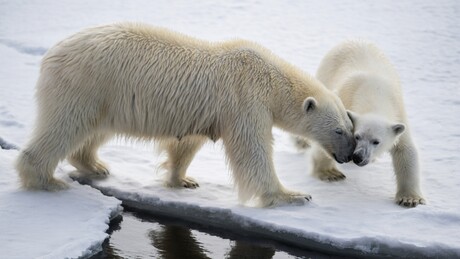 Život na kraju sveta: Čime iznenađuje Zemlja Franje Josifa, najseverniji ruski arhipelag