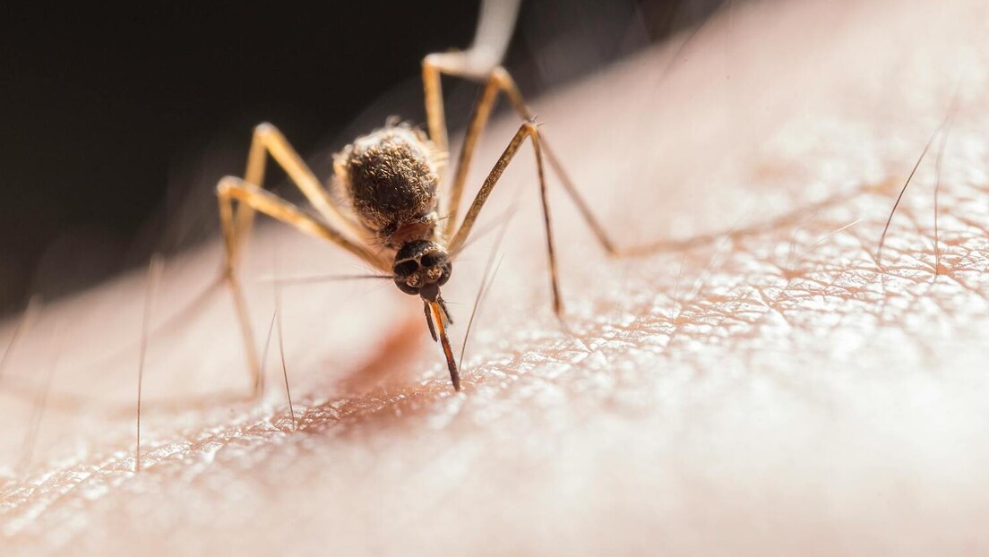 Ovo je jedina zemlja bez komaraca - da li će zauvek ostati pošteđena tih krvopija