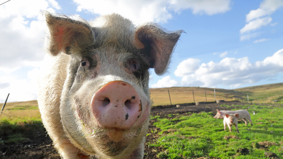 Свака акција изазива реакцију: Кина уводи привремене царине на увоз свињетине из ЕУ до 62 одсто