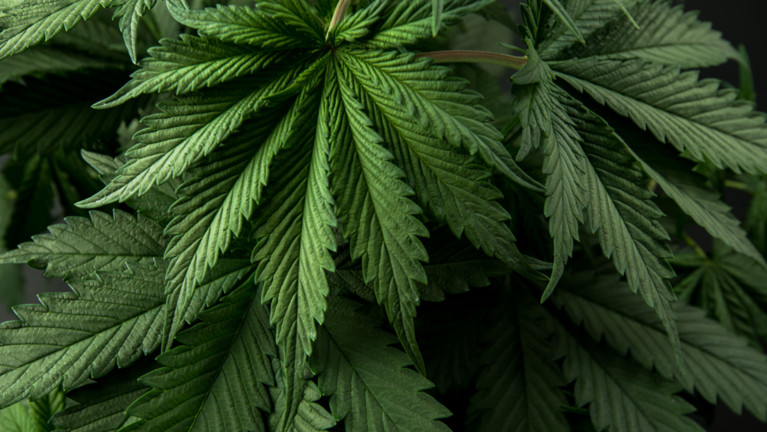 Marihuana može da utiče na plodnost kod žena, upozoravaju stručnjaci