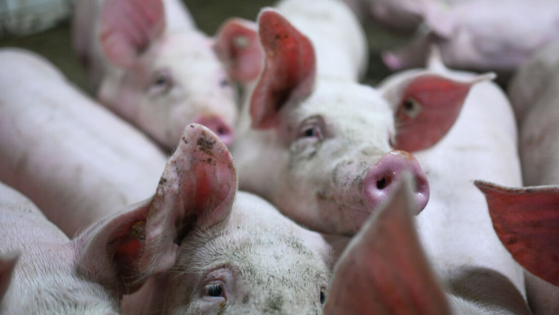 Афричка куга се шири у региону: У Хрватској кажу да је то "специјални рат", зараза потврђена у РС