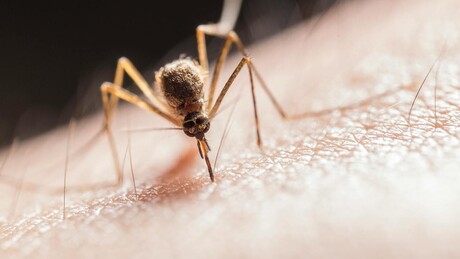 Ovo je jedina zemlja bez komaraca - da li će zauvek ostati pošteđena tih krvopija