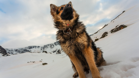 Pas lutalica kao od šale pokorio Elbrus, najviši planinski vrh Rusije i Evrope (VIDEO)