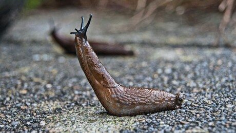 Stanarima celu noć zvonio interfon, krivac puž golać