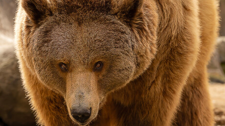 Gladijatori u areni Viminacijuma su se borili protiv mrkog medveda - najnovije otkriće naučnika