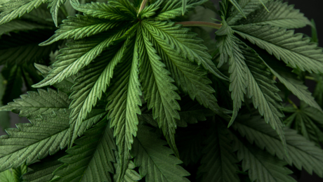 Marihuana može da utiče na plodnost kod žena, upozoravaju stručnjaci