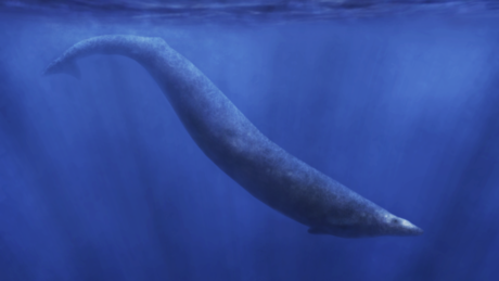 Epohalno otkriće ruskih paleontologa: Na mestu današnjeg Urala nekada su živeli preci kitova (FOTO)