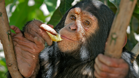 Шимпанзе сваког дана "попију" једно пиво кроз исхрану, открили су научници