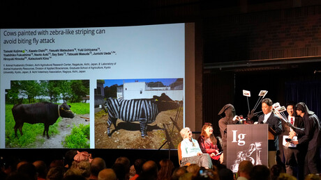 Farbanje krava u pruge i koje pice biraju gušteri - dodeljene nagrade za neobična istraživanja