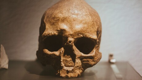 Lobanja stara milion godina menja razumevanje o evoluciji čoveka, tvrde naučnici
