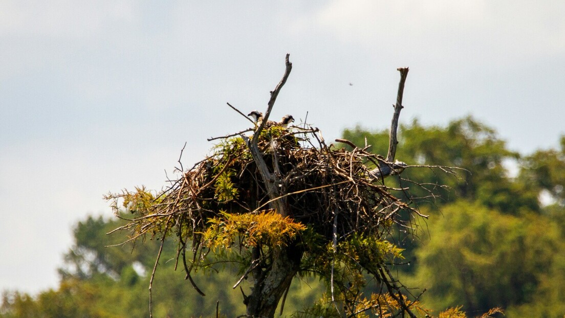 Научници пронашли ципелу стару 650 година у гнезду лешинара, али и друге необичне предмете