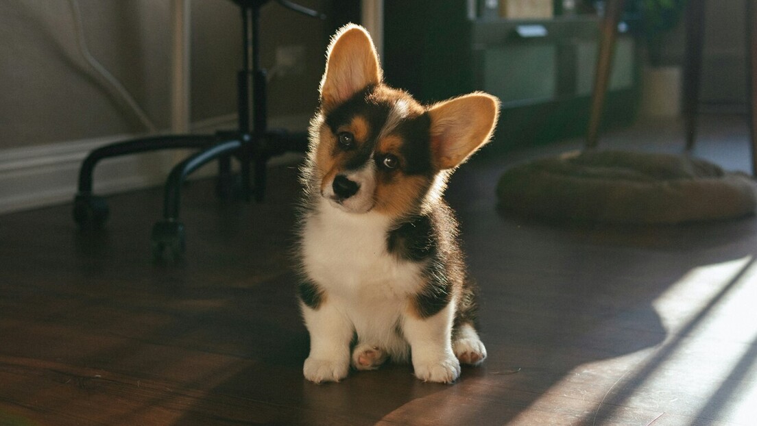 Имате штене први пут? Како се припремити на изазове и уживати