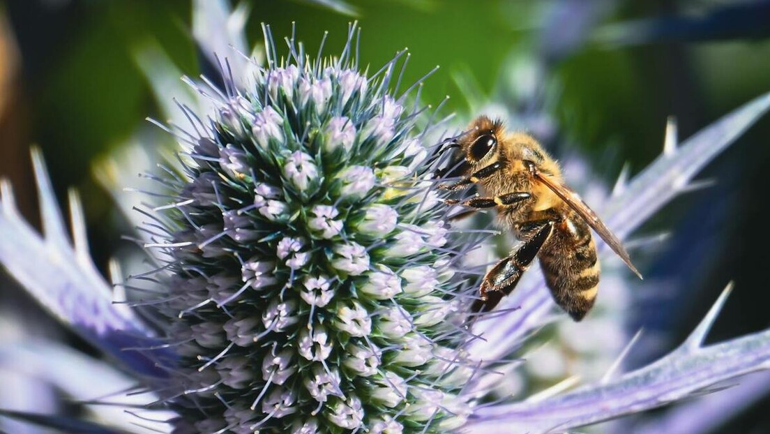 Zvanično: Divlje medonosne pčele u Evropi proglašene su ugroženim vrstama, upozoravaju naučnici