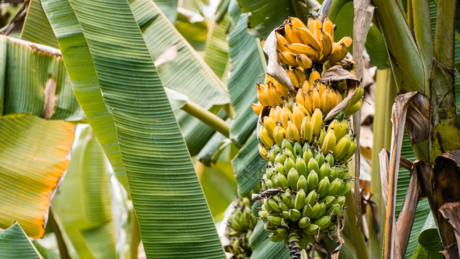 Ничу стакленици, ницаће и банане: Руски пољопривредници одлучни да узгајају за њих нову културу