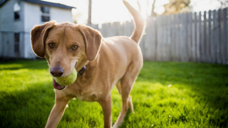 "Zavisnik od loptice": Otkriveno da psi mogu biti zavisni od omiljene igračke