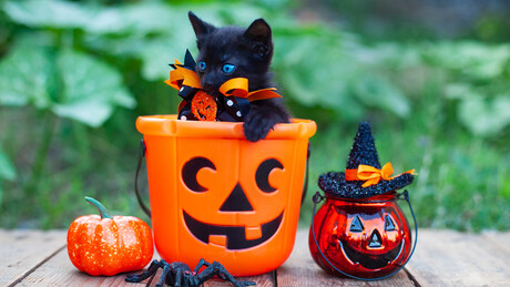 "Želimo da sprečimo rituale": U španskom gradu zabranjeno usvajanje crnih mačaka tokom Noći veštica