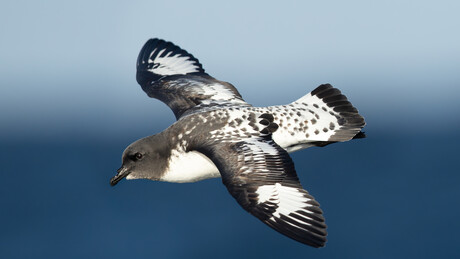 Burevesnik u ruskom folkloru: "Buši oblake k'o strela i u letu krilom skida sa valova belu penu"