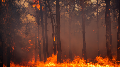 Svakog minuta umre jedan čovek zbog globalnog porasta temperature