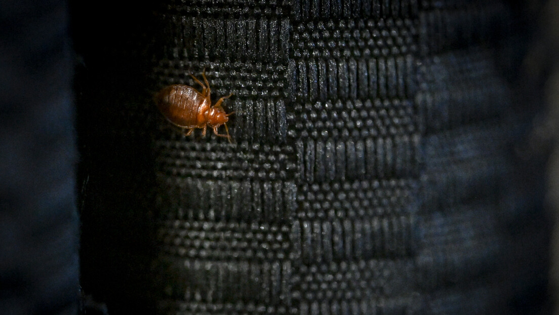 Francuska ima novu urnebesnu teoriju: Rusija destabilizuje zemlju najezdom stenica