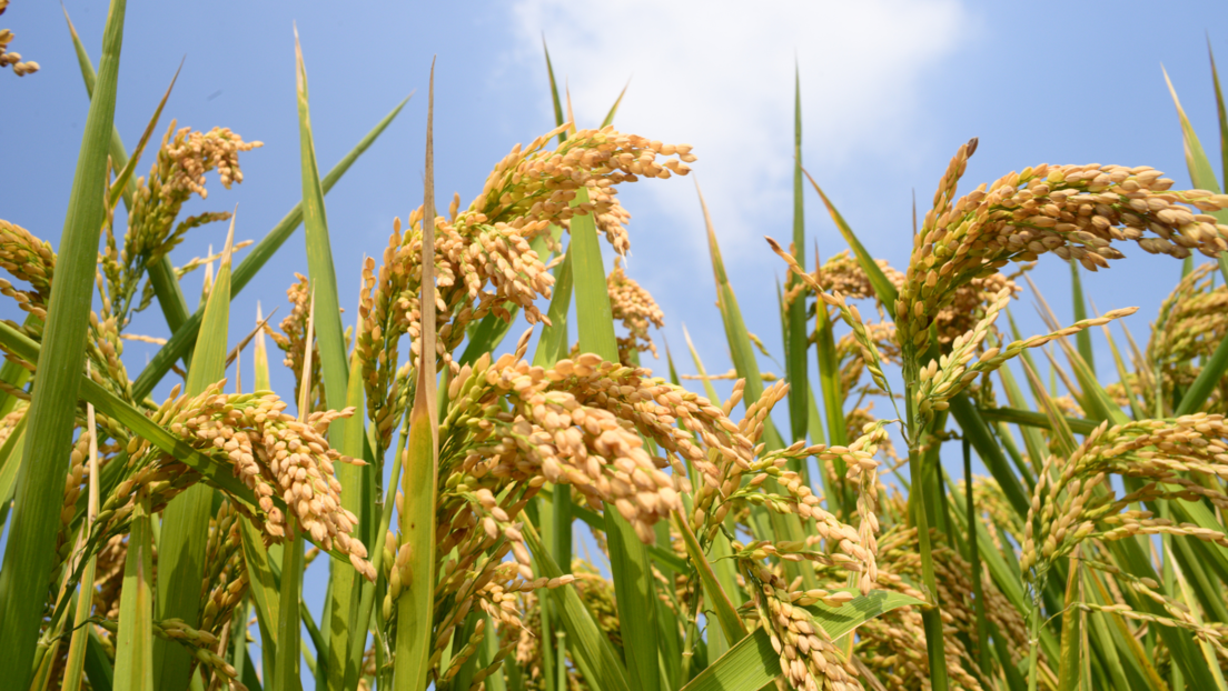 Klimatske promene mogu biti uzrok gojaznosti: Menjaju sastav namirnica