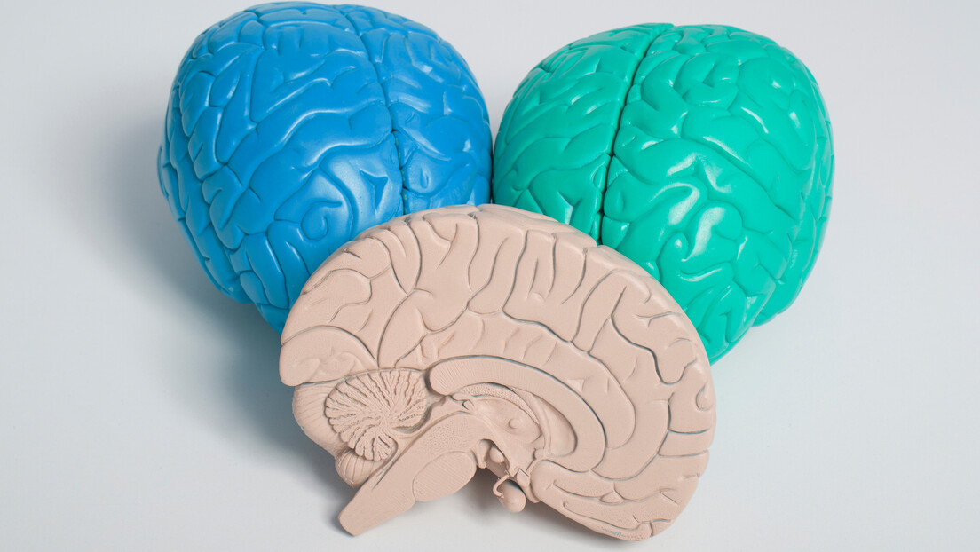 Од детињства до старости: Мозак пролази кроз ових пет фаза током живота