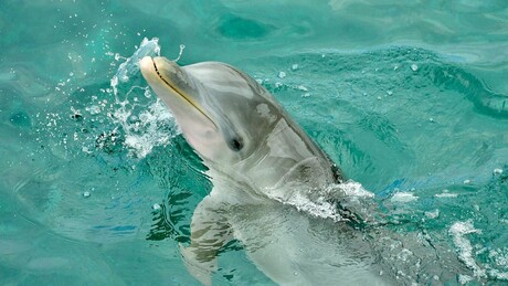 Делфин Мимо редован посетилац вода код Трга Светог Марка у Венецији