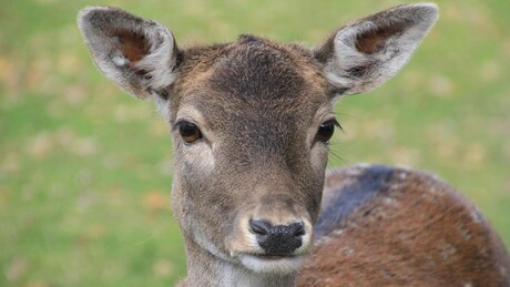Srna zalutala u prodavnicu u Krasnodarskom kraju Rusije (VIDEO)