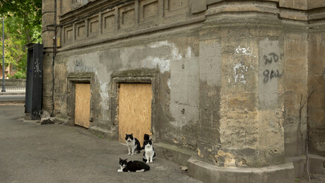 Дерусификација мачака у Лавову: Како се на украјинском каже "мјау"