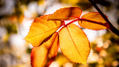 Облачно, топло и ветровито: Температура до 24 степена