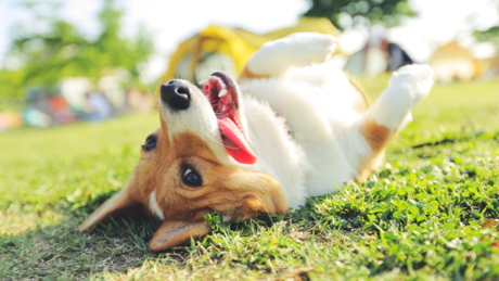 Мозак паса и људи сличнији него што мислимо: Научници открили нов поглед на понашање љубимаца