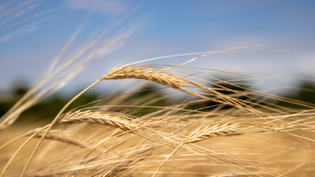 Корак ка животу ван Земље: Руски научници су узгајали јечам у земљишту које је слично као на Марсу