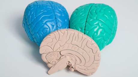 Од детињства до старости: Мозак пролази кроз ових пет фаза током живота