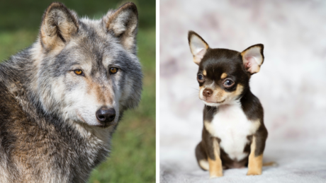 Скоро две трећине паса имају ДНК вука - чак и чиваве