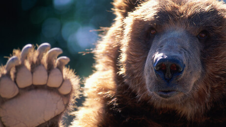Medved napao čoveka u javnom toaletu u Japanu