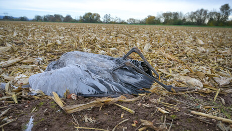 Пали се аларм у Европи и Северној Америци: Епидемија птичјег грипа стигла много раније