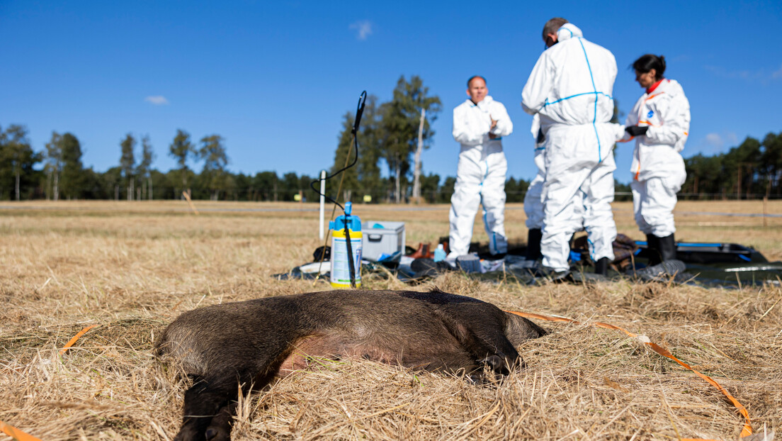 Црвени аларм у Шпанији: Афричка свињска куга се појавила после 30 година