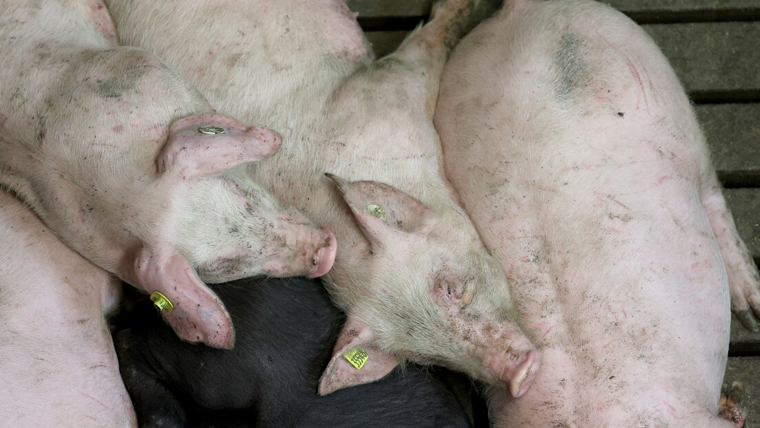 Mera za sprečavanje širenja kuge u Kataloniji: Više od 30.000 svinja poslato na klanje