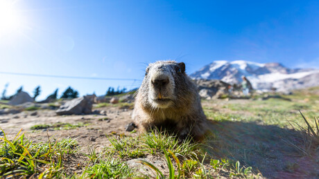 Рат и мир у Украјини: Кијевски "Дан мрмота"