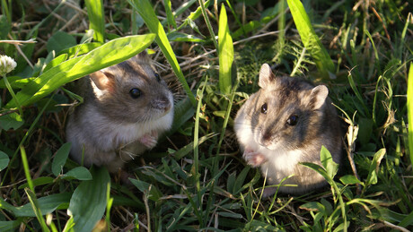 Људи су заузели тек седмо место на ранг-листи најмоногамнијих сисара