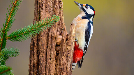 Tišina je sve glasnija: Naučnici zabrinuti jer zvukovi prirode postepeno nestaju