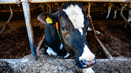 Након Хрватске, антракс потврђен и у Републици Српској: Опасна зараза откривена код краве у Шипову