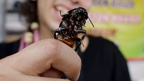 Збогом, жохари: Француска фирма "Инсект" иде на добош