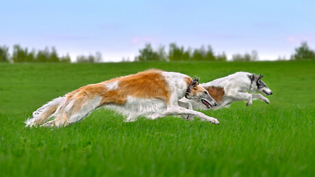 Где су гологруде активисткиње када нам требају? "Политико" о руским експериментима над српским псима