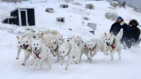 Протестна нота: Трамповом изасланику на Гренланду забрањен улаз на трку паса