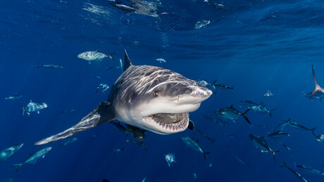 Само идите на базен: Власти Новог Јужног Велса апелују после четири напада ајкуле у 48 сати