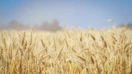 Albanija povećala uvoz žita: Iz koje zemlje je najviše uvozila